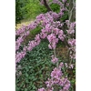 Stems with blooms