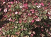 Carolina Sweetheart™ Redbud