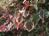 Variegated leaves