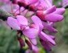 Pea-shaped flowers