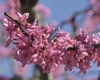 Vivid , hot pink pea-like flowers emerging from bright red buds.