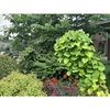 Used in the garden