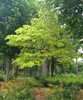 Form