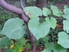 heart-shaped leaves.