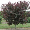 Cercis canadensis 'Merlot'