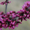 Cercis canadensis 'Merlot'