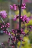 Cercis canadensis 'Merlot'