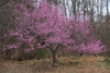 tree form with pink blooms