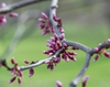 Buds
