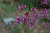 Cercis canadensis var. mexicana