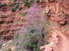 Cercis canadensis var. orbiculata