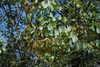 Cercis canadensis var. orbiculata