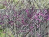 Cercis canadensis var. mexicana