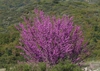 Cercis canadensis var. orbiculata
