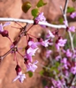 Cercis canadensis var. orbiculata