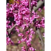 Cercis canadensis var. texensis 'Traveller'