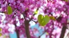 Cercis canadensis var. orbiculata