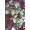 Cercis canadensis var. texensis 'Traveller'