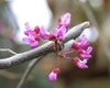 Cercis canadensis var. mexicana