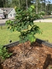 Form of a young tree