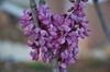 Cercis chinensis