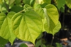 Cercis chinensis
