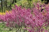 Cercis chinensis