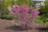 Cercis chinensis