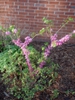 Cercis chinensis 'Don Egolf' - late in bloom season