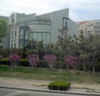 Cercis chinensis