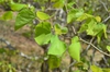 Cercis chingii