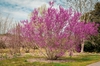 Cercis chingii
