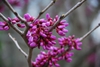 Cercis gigantea