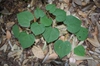 Leaves of Cercis glabra