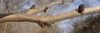 Cercis glabra