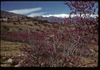 Cercis griffithii