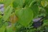 Cercis griffithii