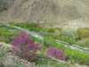 Cercis griffithii