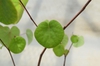 Cercis occidentalis 