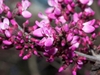 Cercis occidentalis 