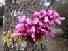 Close up of bloom