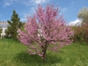 Form in bloom