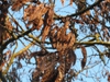 Seed pods
