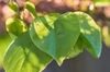 Leave