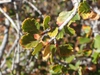 Leaves and stems