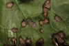 Irregular blotches of brown surrounded by dark brown ring.