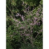Form in bloom