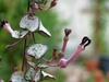 Strangely shaped flowers