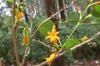 Impatiens pallida