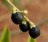 Fruit